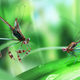 Artist’s depiction of the courting behavior. Not the exagerrated forearms and hindlegs of the male, seen at left. (Image: Yang Dinghua)